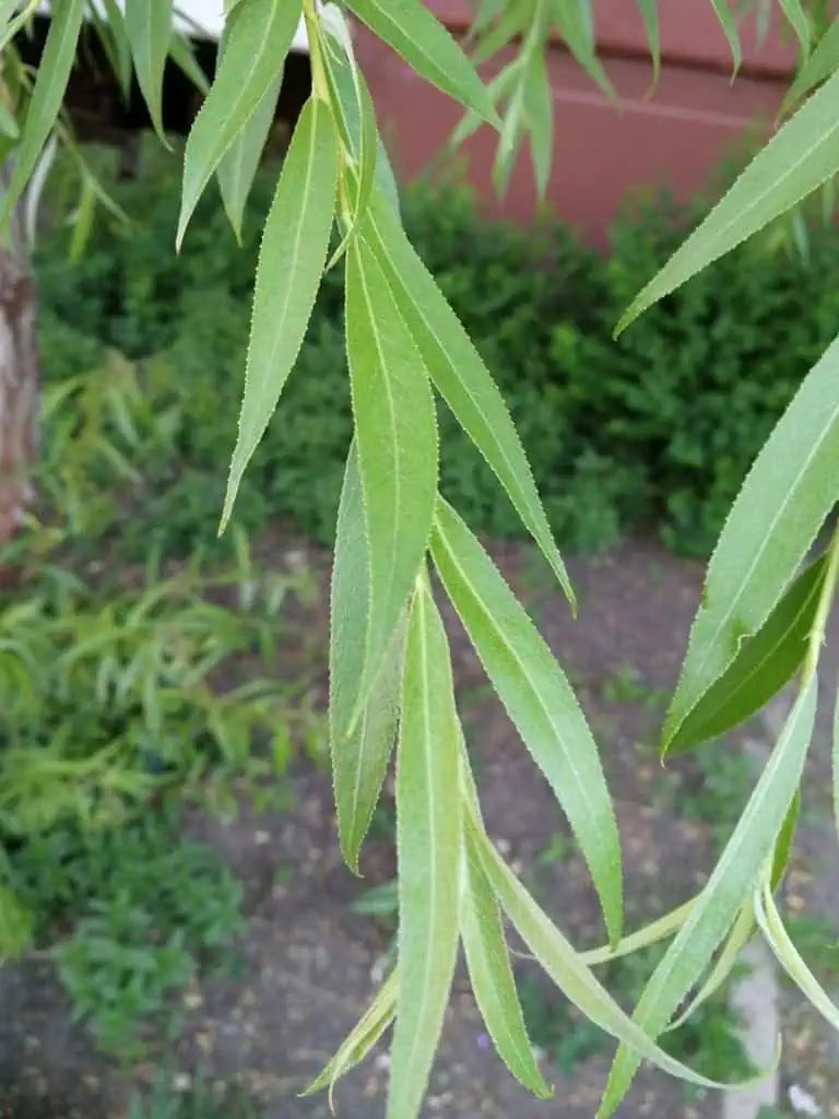hojas del sauce blanco