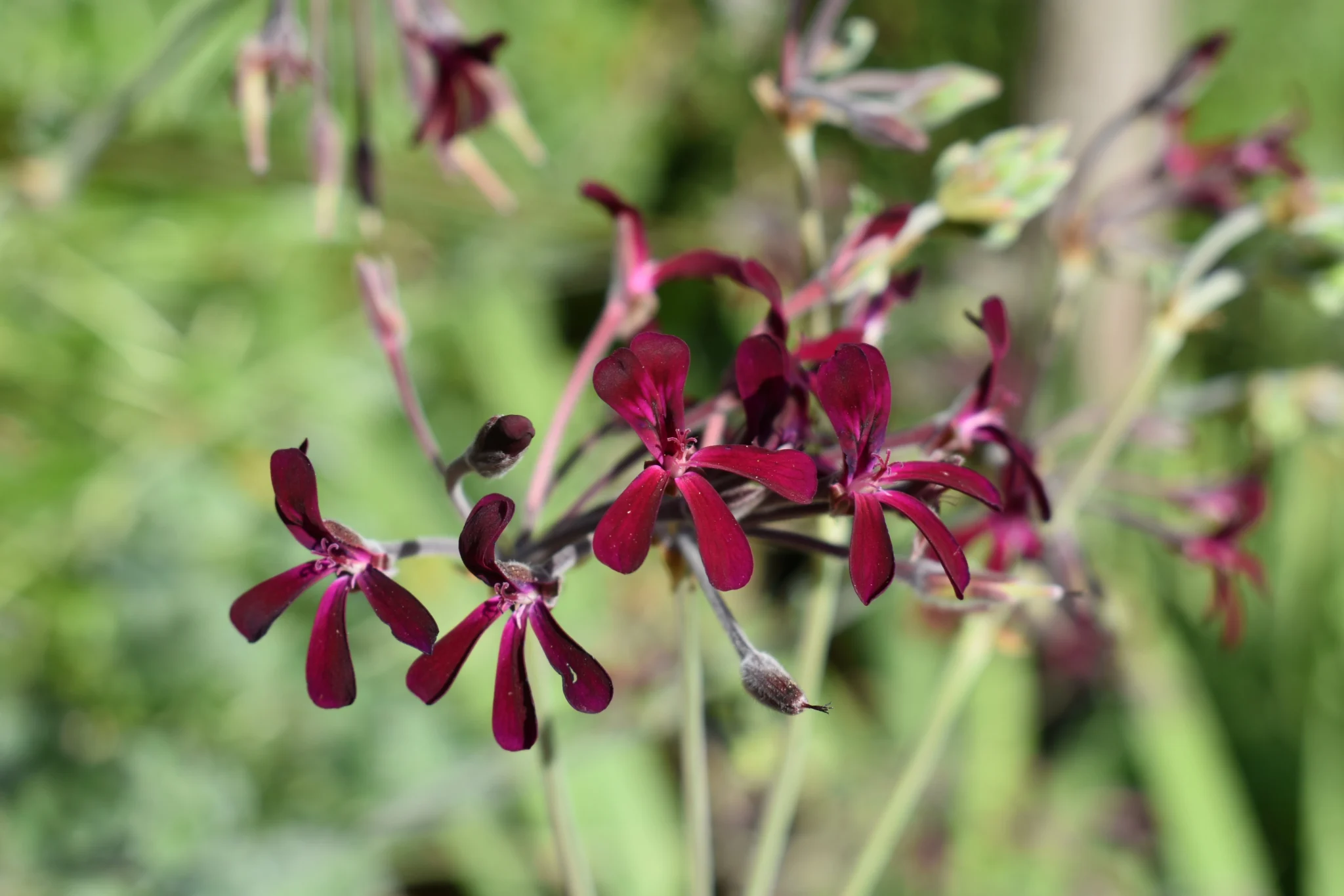 Pelargonium sidoides