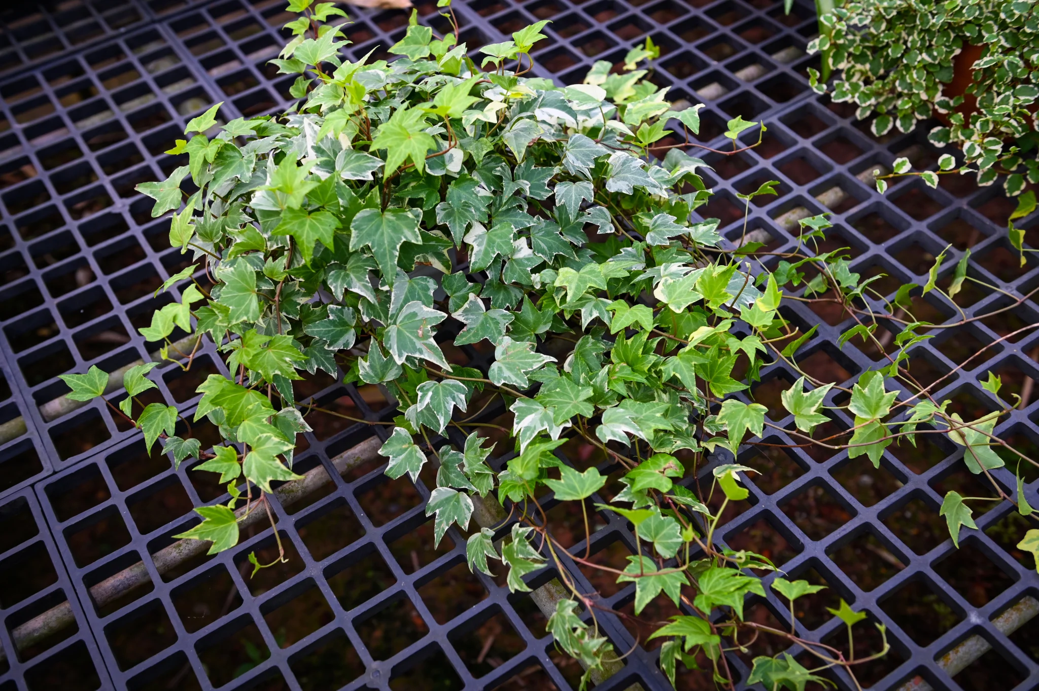 Hiedra (Hedera helix)